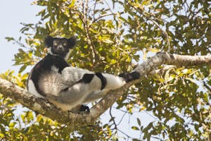 Indri © Cheesemans' Ecology Safaris