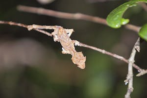 Leaf-Tailed Gecko © Cheesemans' Ecology Safaris