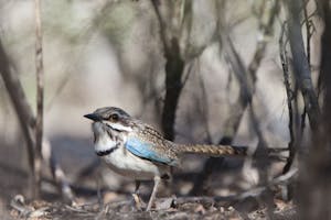 Long-Tailed Ground Roller © Cheesemans' Ecology Safaris