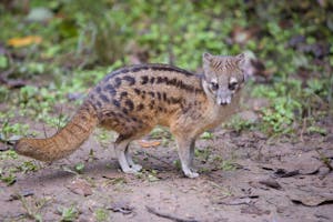 Malagasy Striped Civet © Cheesemans' Ecology Safaris