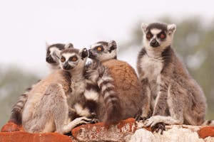 Ring-tailed Lemurs photo by Debbie Thompson