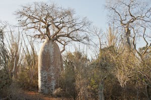 Baobob Tree in the Spiny Forest near Ifaty photo by Cheesemans’ Ecology Safaris