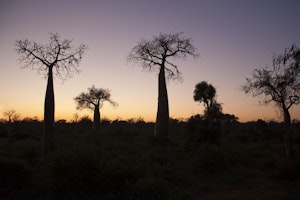 Sunset in the Spiny Forest near Ifaty photo by Cheesemans’ Ecology Safaris