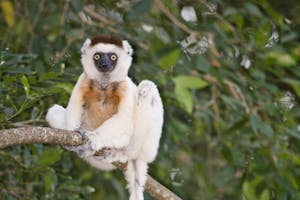 Verreaux's Sifaka photo by Cheesemans’ Ecology Safaris