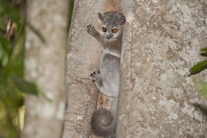 White-Footed Sportive Lemur © Cheesemans' Ecology Safaris