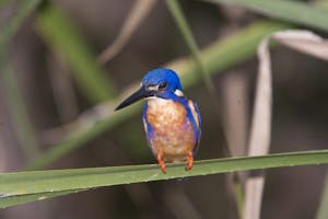 Azure Kingfisher photo by Cheesemans’ Ecology Safaris