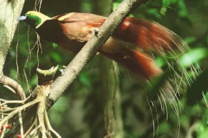 Lesser Bird-of-Pradise with Cheesemans’ Ecology Safaris