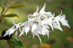 Orchid with Cheesemans’ Ecology Safaris