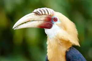 Papuan Hornbill with Cheesemans’ Ecology Safaris