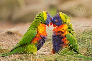 Rainbow Lorikeets with Cheesemans’ Ecology Safaris
