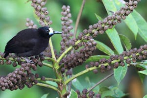 Short-tailed Paradigalla with Cheesemans’ Ecology Safaris