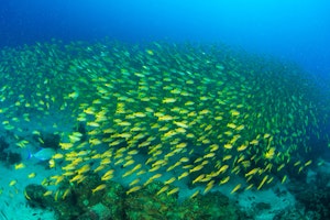 Snorkeling with Cheesemans’ Ecology Safaris