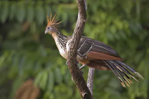 Hoatzin photo by Cheesemans’ Ecology Safaris