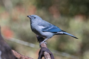 Blue-grey Tanager photo by Cheesemans’ Ecology Safaris