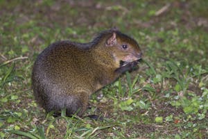 Central American Agouti photo by Cheesemans’ Ecology Safaris