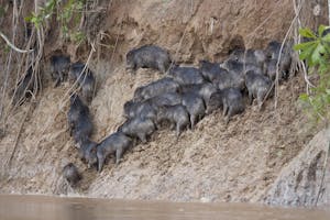 White-lipped Peccaries photo by Cheesemans’ Ecology Safaris