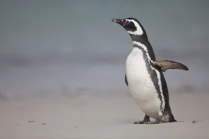 Magellanic Penguin photo by Cheesemans’ Ecology Safaris
