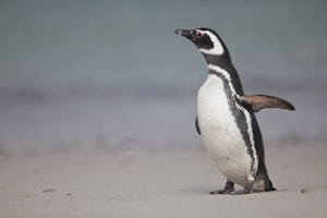 Magellanic Penguin photo by Cheesemans’ Ecology Safaris