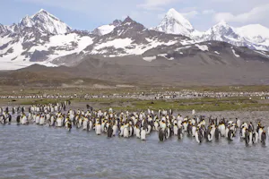 King Penguins at St. Andrews Bay, South Georgia Island photo by Cheesemans’ Ecology Safaris