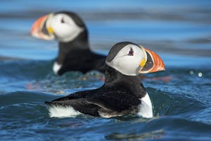 Atlantic Puffins photo by Scott Davis