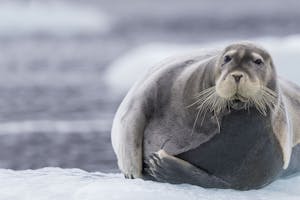 Bearded Seal photo by Scott Davis