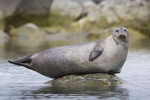Harbor Seal photo by Scott Davis