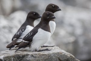 Little Auks (or Dovkies) photo by Scott Davis