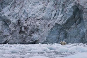 Polar Bear photo by Scott Davis