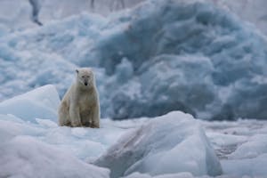 Polar Bear taken with Telephoto Lens in Svalbard © Scott Davis