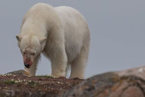 Polar Bear taken with Telephoto Lens in Svalbard © Scott Davis