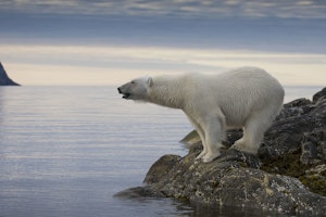 Polar Bear photo by Scott Davis