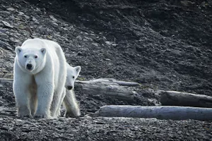 Polar Bears taken with Telephoto Lens © Scott Davis