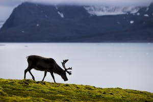 Svalbard Reindeer © Scott Davis