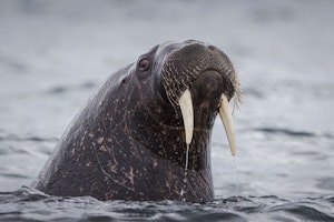 Walrus photo by Scott Davis