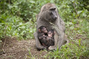 Olive Baboons © Cheesemans' Ecology Safaris