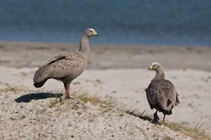 Cape Barren Goose photo by Cheesemans’ Ecology Safaris