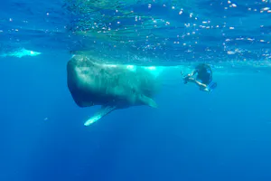 Snorkeling with a Sperm Whale photo by Cheesemans’ Ecology Safaris