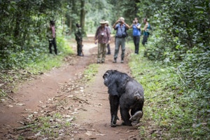 Watching a Chimpanzee photo by Scott Davis with Cheesemans' Ecology Safaris