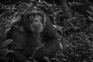 Chimpanzee photo by Scott Davis with Cheesemans' Ecology Safaris