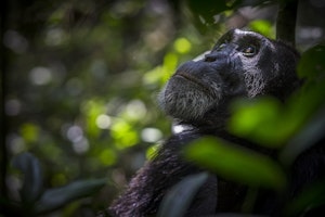 Chimpanzee photo by Scott Davis with Cheesemans' Ecology Safaris