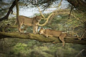 Tree-Climbing Lions © Scott Davis