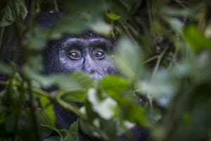 Mountain Gorilla photo by Scott Davis with Cheesemans' Ecology Safaris