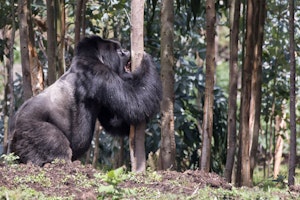 Mountain Gorilla silverback photo by Debbie Thompson