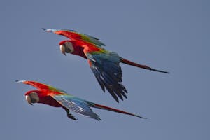 Red and Green Macaws photo by Debbie Thompson with Cheesemans' Ecology Safaris