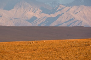 Caribou on the North Slope of the Brooks Range by Hugh Rose with Cheesemans' Ecology Safaris