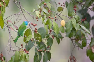 Blue-throated Barbet photo with Cheesemans' Ecology Safaris