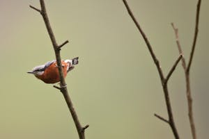 Chestnut-bellied Nuthatch photo with Cheesemans' Ecology Safaris