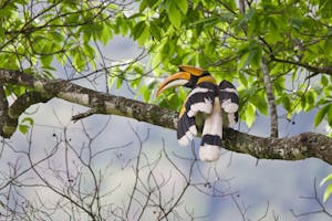 Great Hornbill photo with Cheesemans' Ecology Safaris