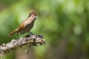 Striated Laughingthrush photo with Cheesemans' Ecology Safaris