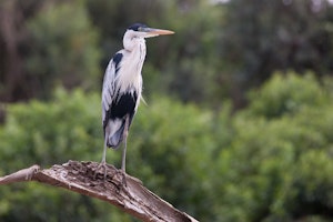 Cocoi Heron photo with Cheesemans' Ecology Safaris